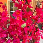 Le Bougainvillier شقة *