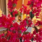 Апартаменты Le Bougainvillier