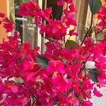 Le Bougainvillier Апартаменты Кавалер-сюр-Мер